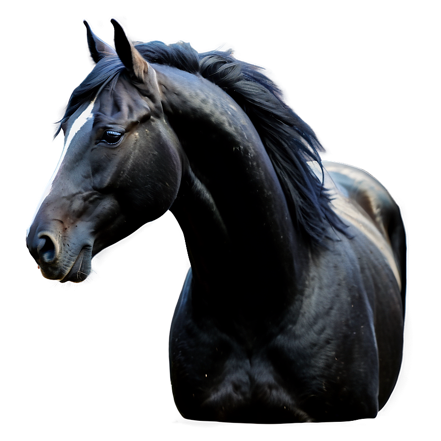 Silky Mane Black Horse Png 06262024 PNG image