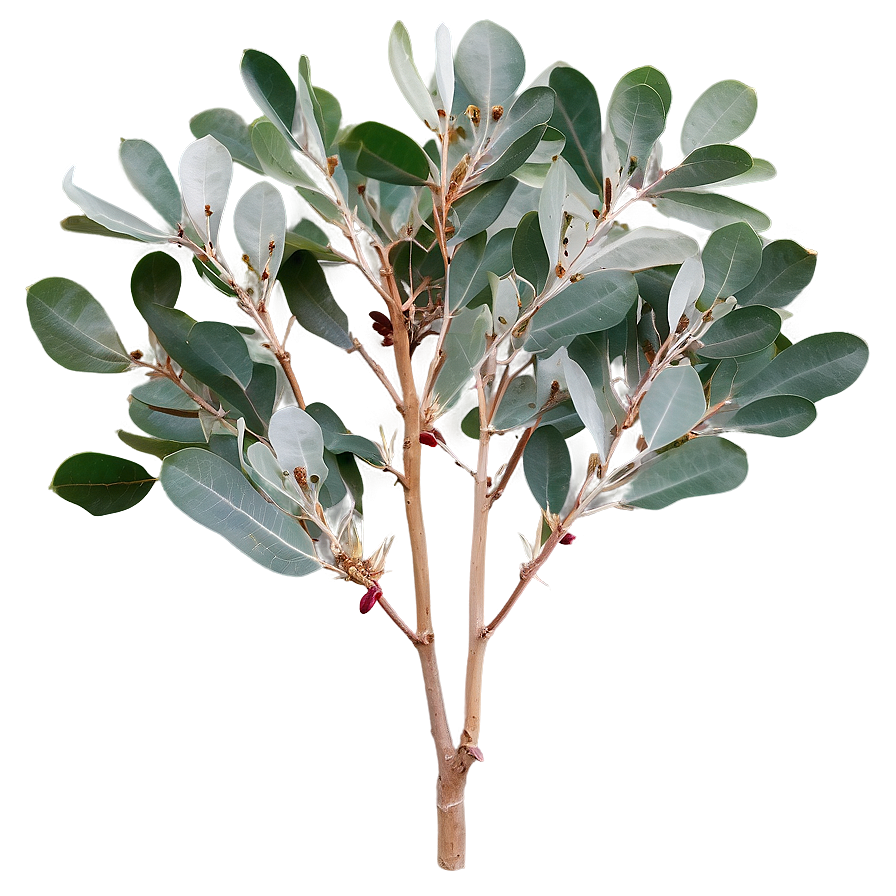 Silver Dollar Eucalyptus Png 46 PNG image