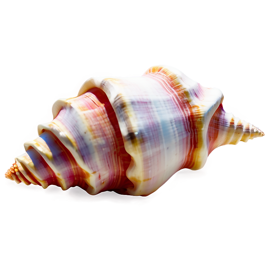 Simple Conch Shell Png Qtr PNG image