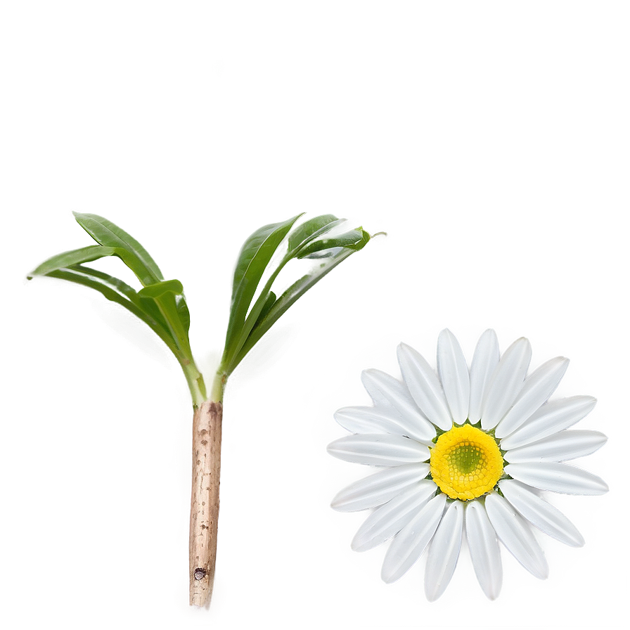 Simple Daisy Png Dmf PNG image