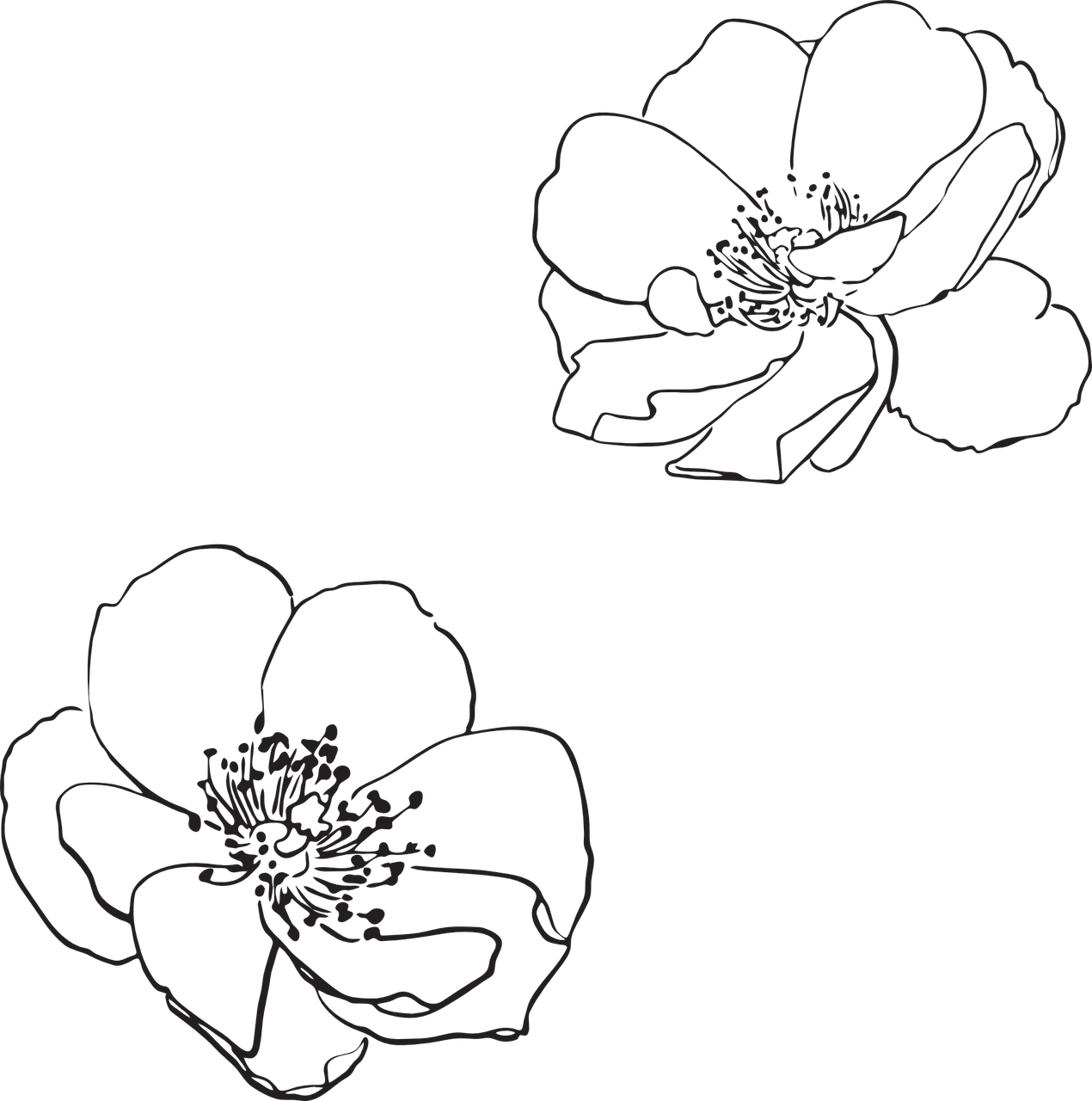 Simple Floral Sketches.png PNG image