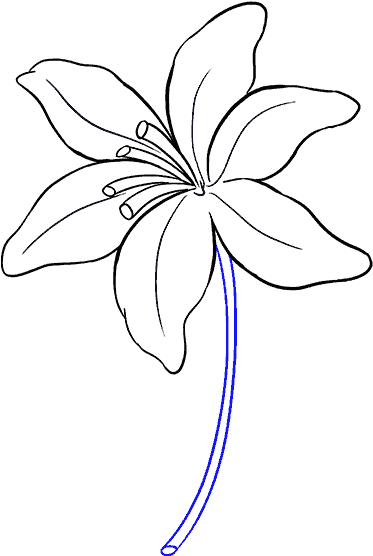 Simple Lily Line Drawing PNG image