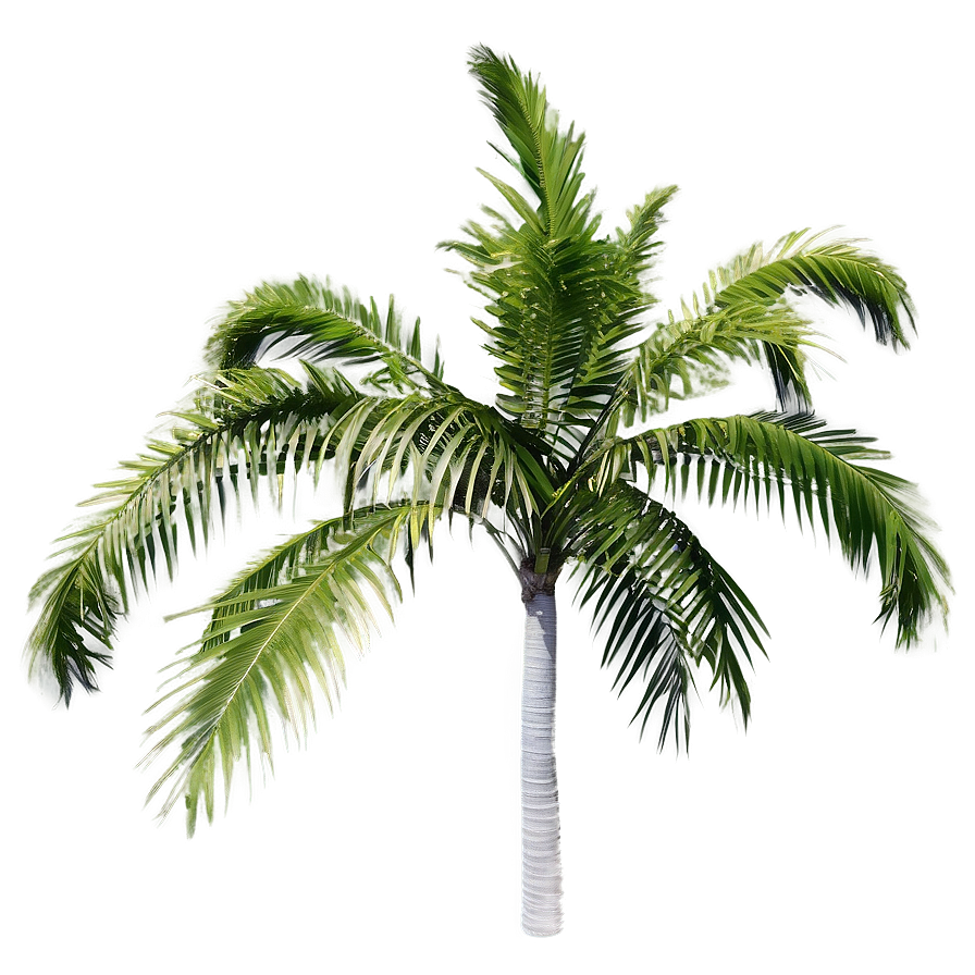 Simple Palm Tree Png 91 PNG image