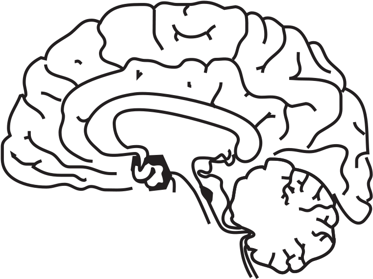 Simplified Brain Line Art PNG image