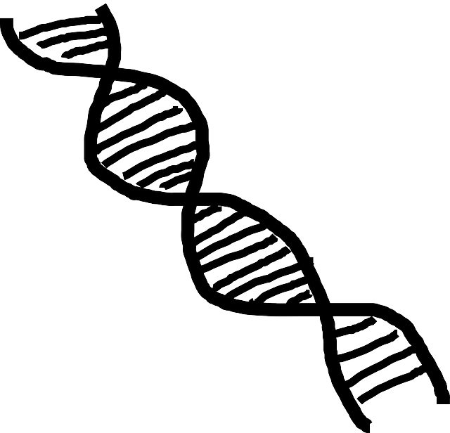 Simplified D N A Structure Illustration PNG image
