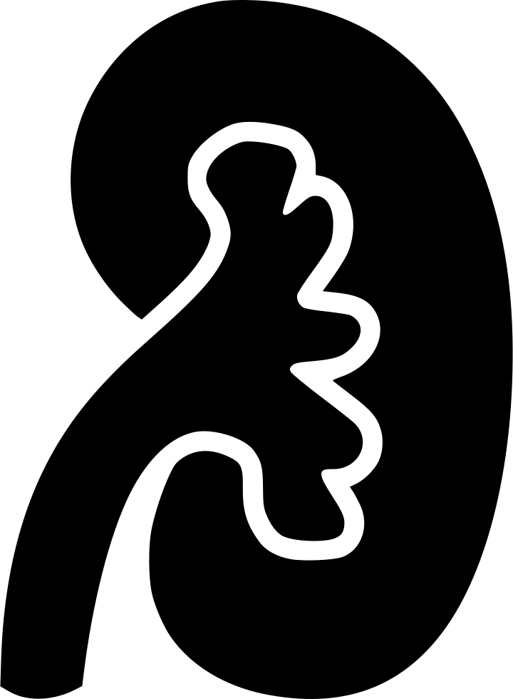 Simplified Kidney Outline PNG image