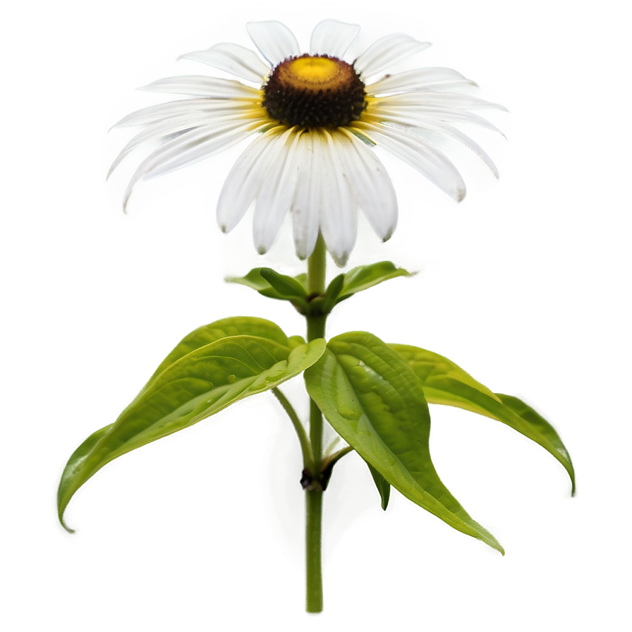 Single Black Eyed Susan Bloom Png Pwy65 PNG image