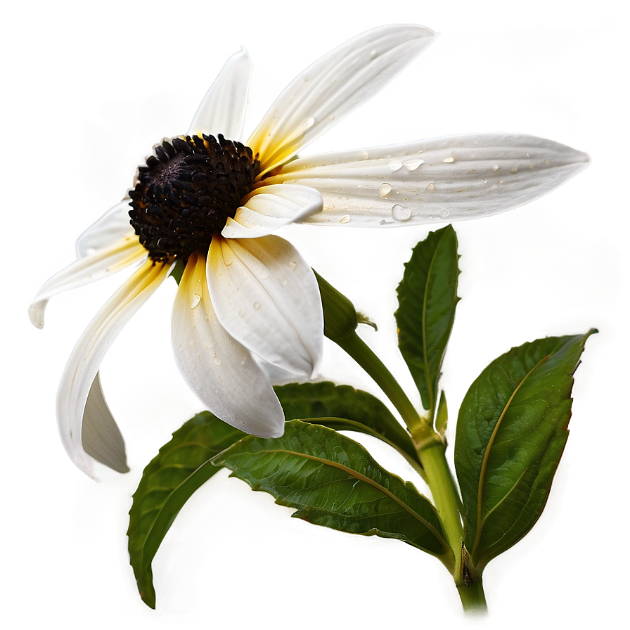 Single Black Eyed Susan Bloom Png Xin PNG image