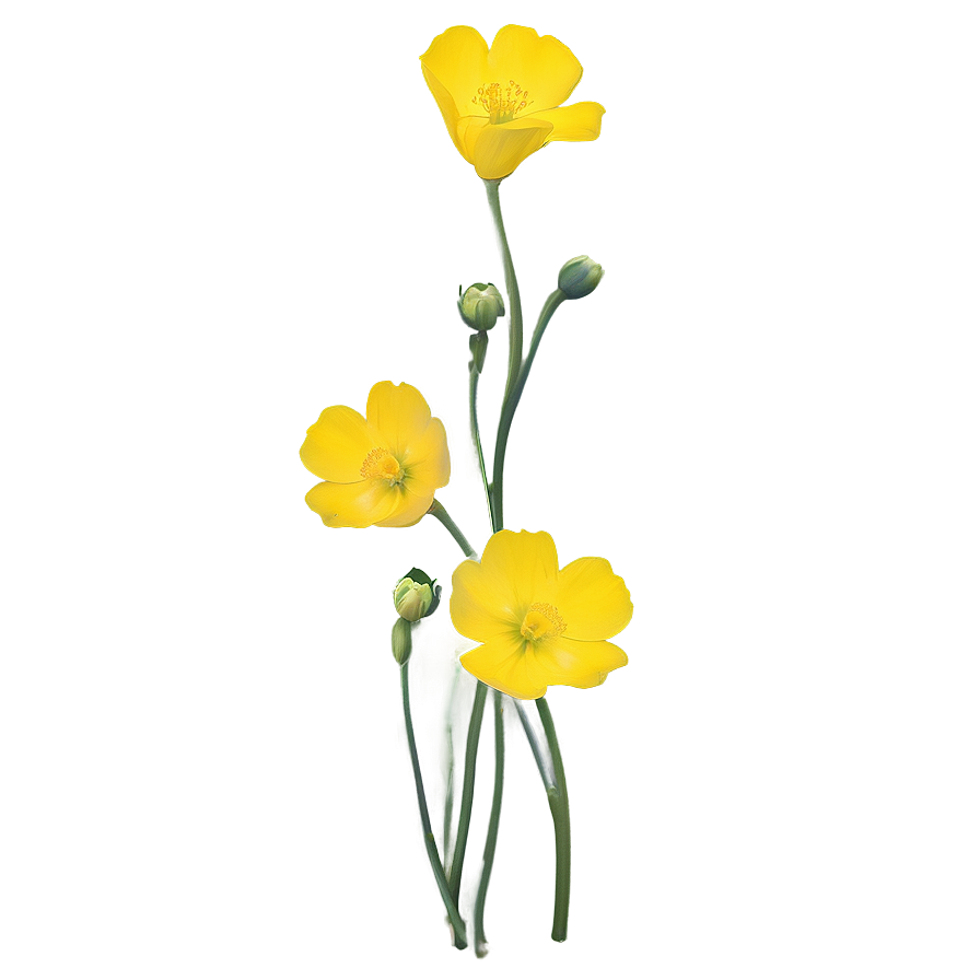 Single Buttercup Png Xto80 PNG image