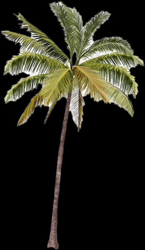 Single Coconut Tree Isolated Background PNG image