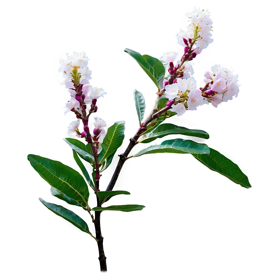 Single Crepe Myrtle Flower Png 71 PNG image