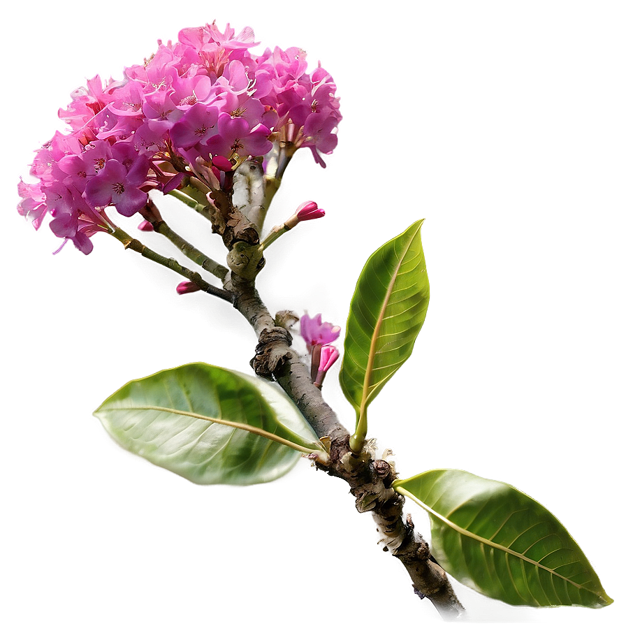 Single Crepe Myrtle Flower Png Wuq PNG image