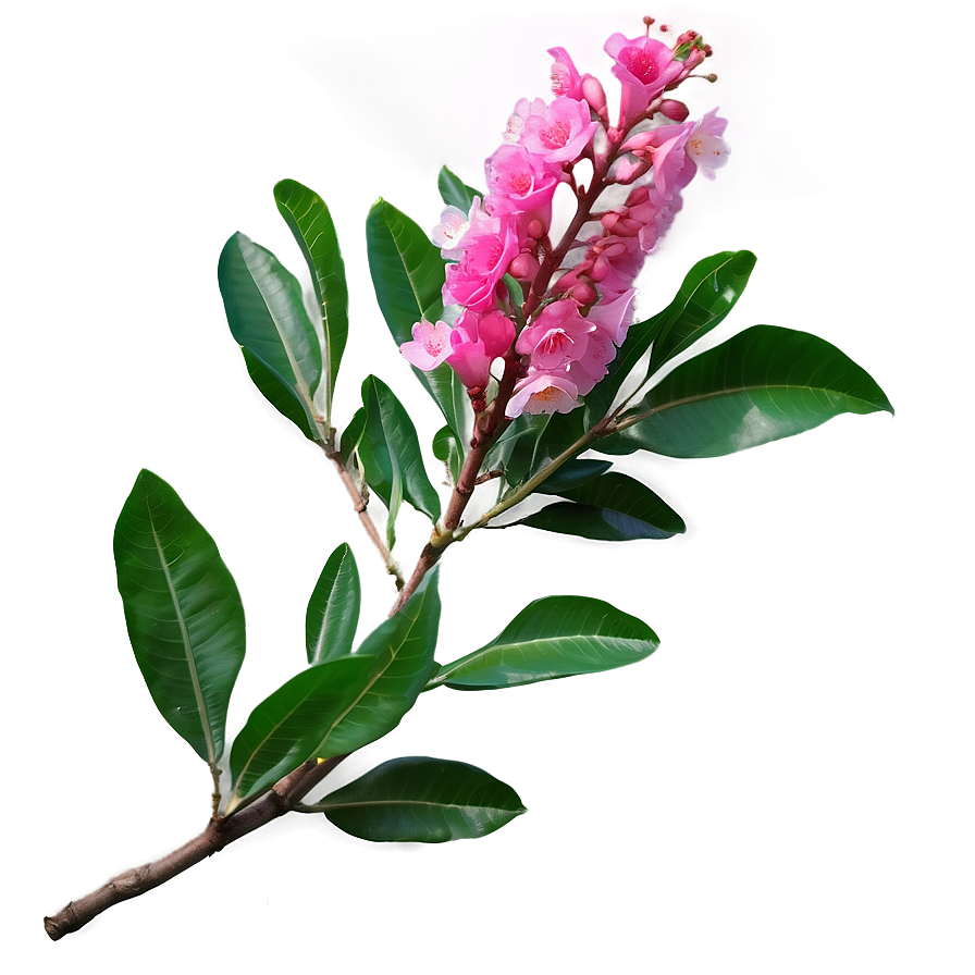 Single Crepe Myrtle Flower Png Yww19 PNG image