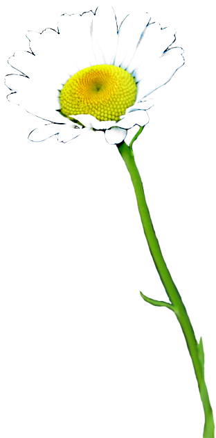 Single Daisy Isolatedon Gray PNG image