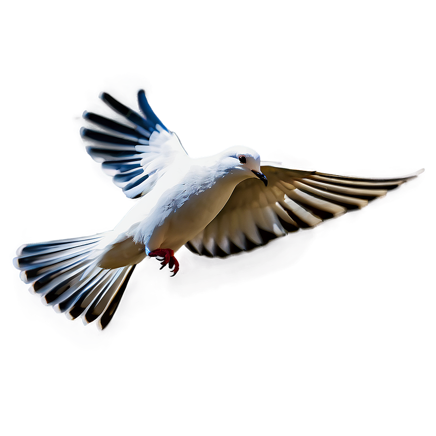 Single Dove Flying Png 06122024 PNG image