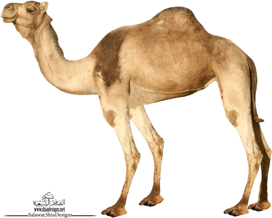 Single Dromedary Camel Standing PNG image