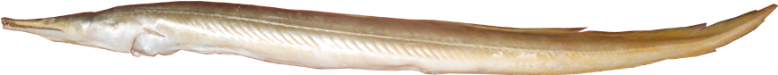 Single Eel Isolated Background PNG image