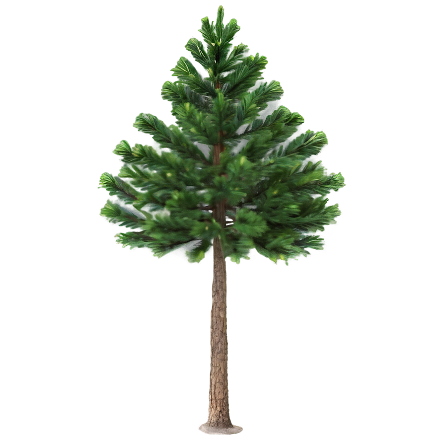 Single Evergreen Tree Png 06212024 PNG image