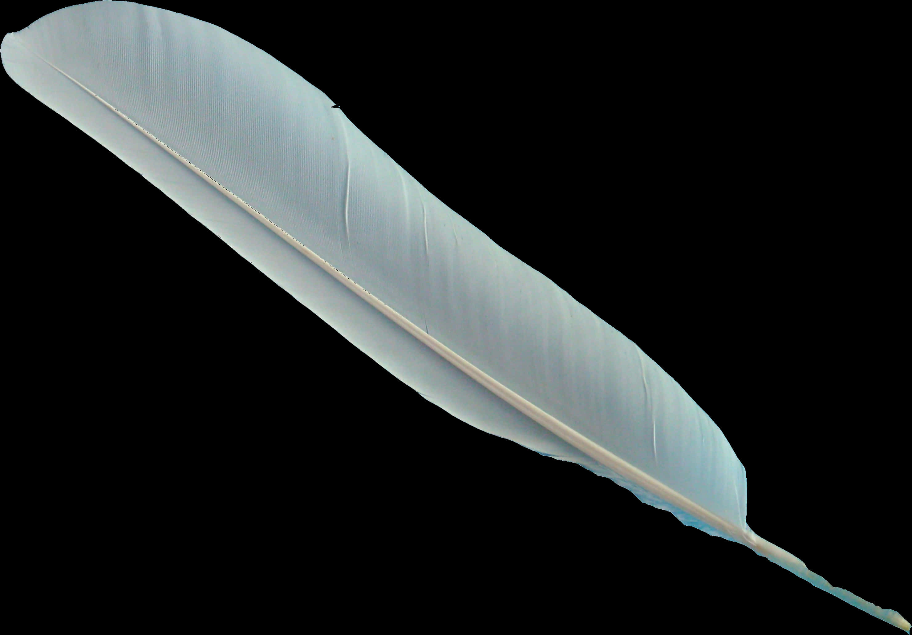 Single Feather Isolatedon Black Background PNG image