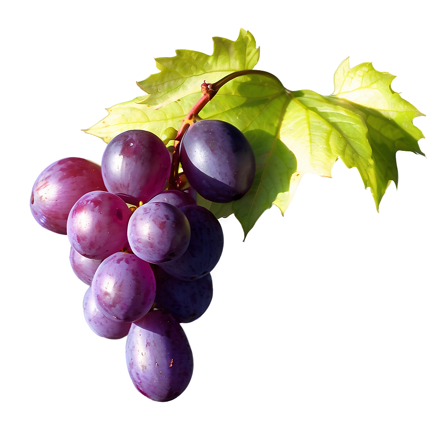 Single Grape In Sunlight Png 06292024 PNG image
