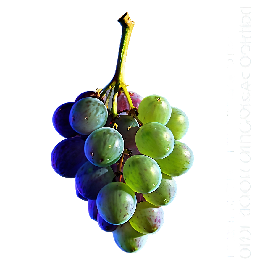 Single Grape In Sunlight Png Tto PNG image