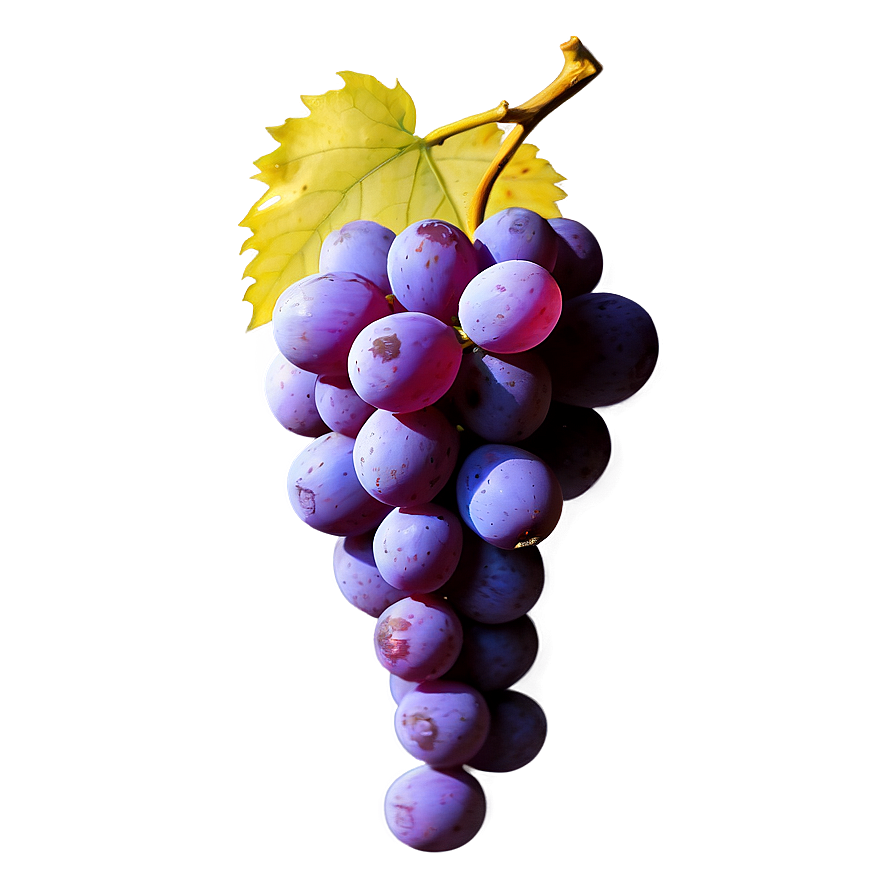 Single Grape No Background Png Lya PNG image