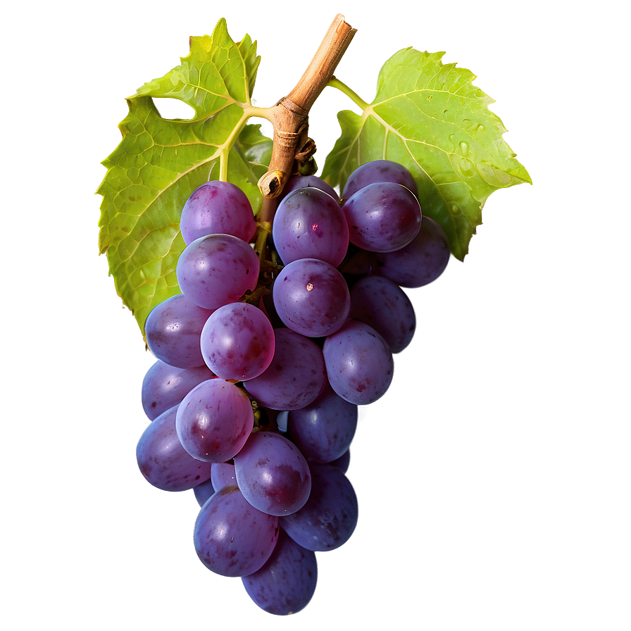 Single Grape Top View Png Sva86 PNG image