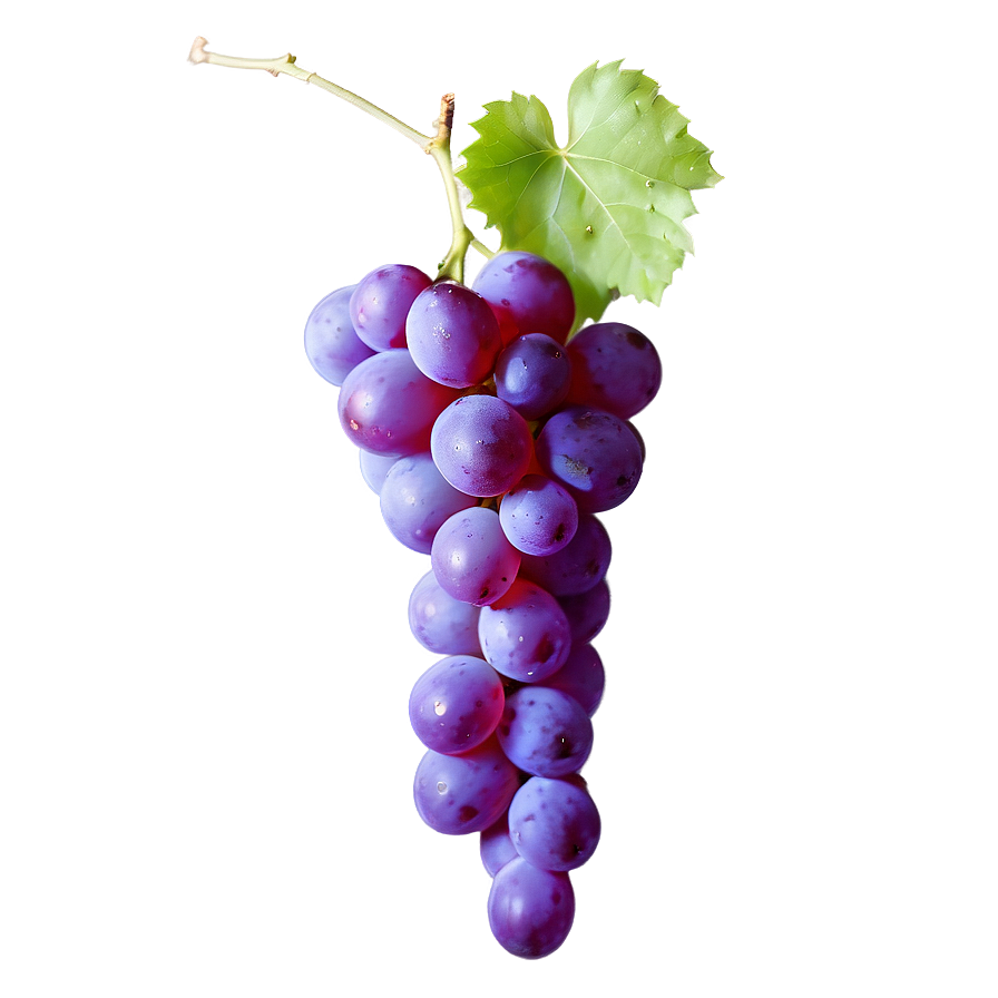 Single Grape With Reflection Png 31 PNG image