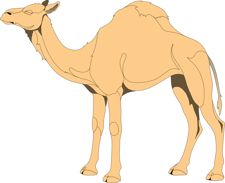 Single Humped Camel Illustration.png PNG image