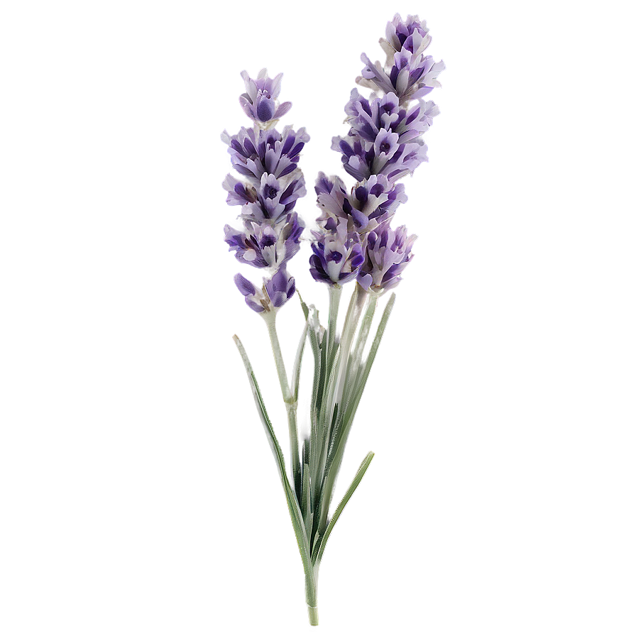 Single Lavender Stem Png 41 PNG image