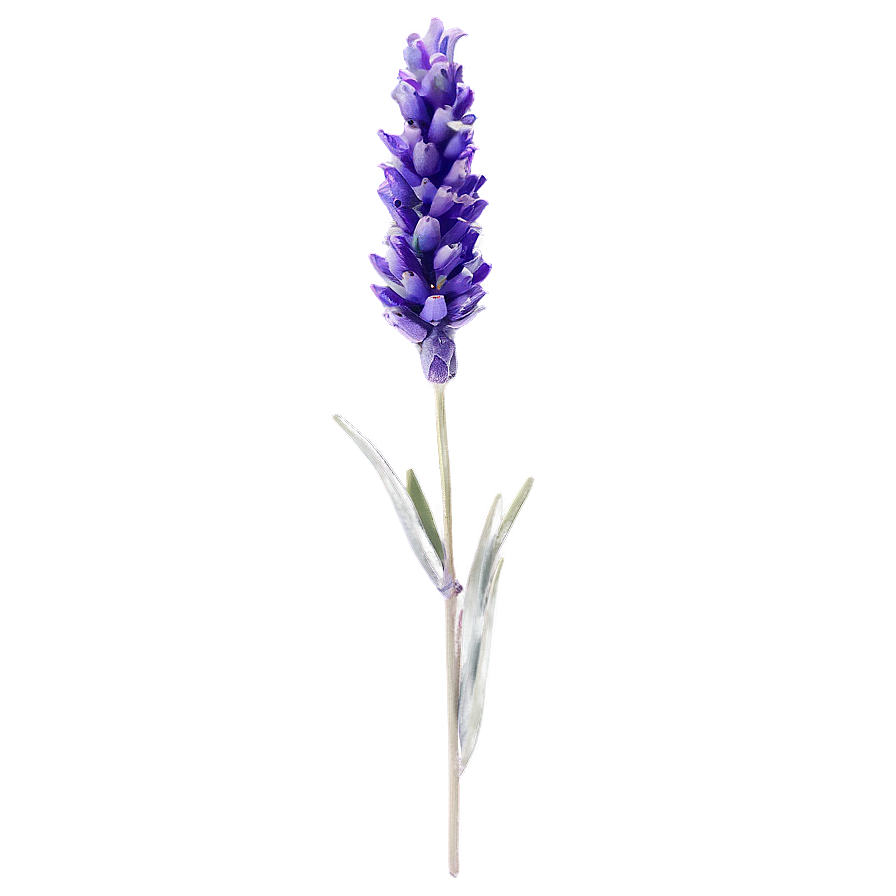 Single Lavender Stem Png 78 PNG image