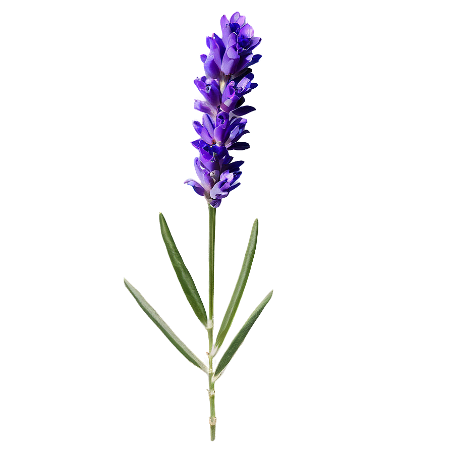 Single Lavender Stem Png Qfj PNG image