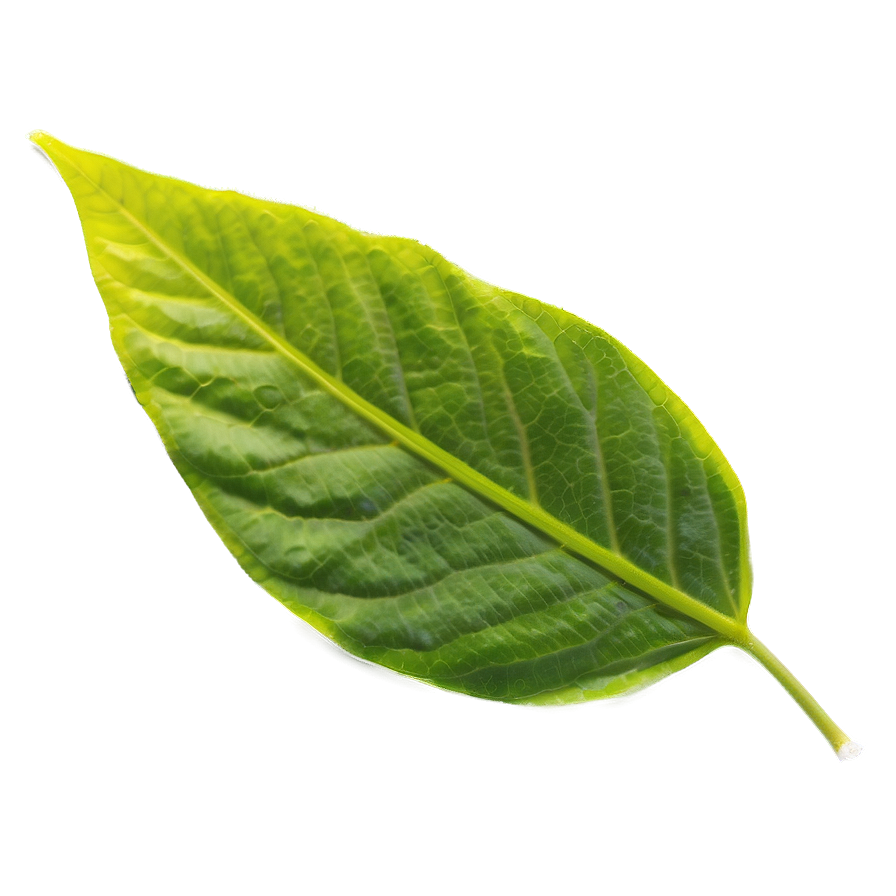 Single Leaf Png 05032024 PNG image