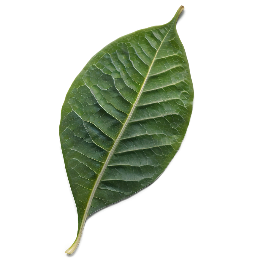 Single Leaf Png Vhv54 PNG image