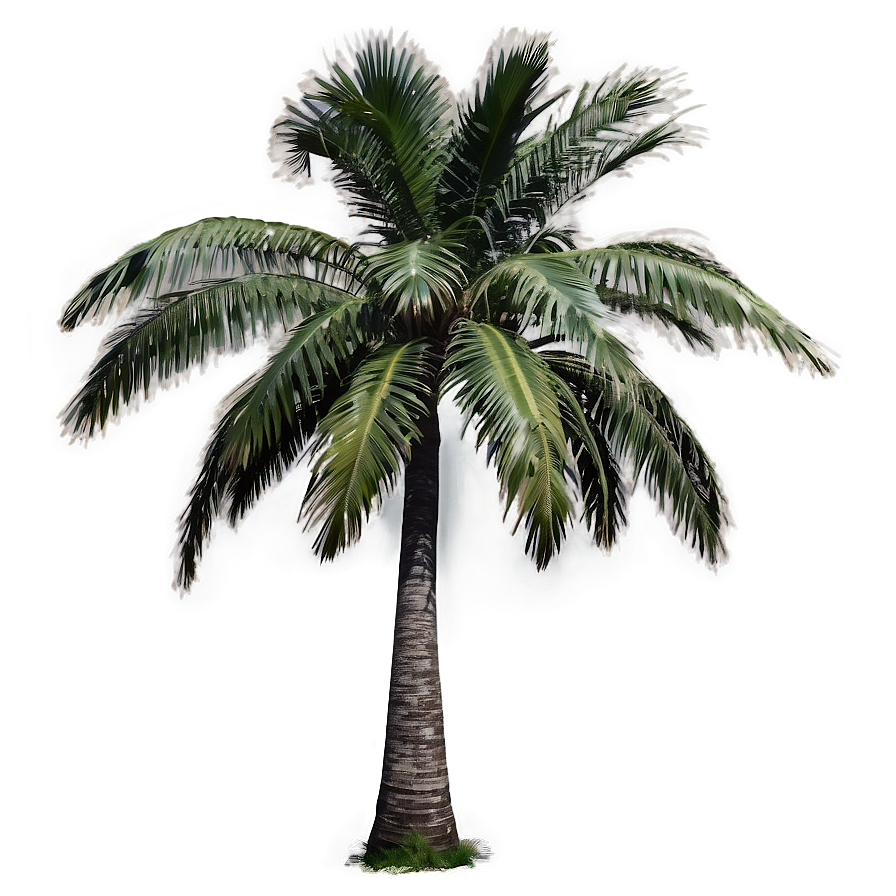 Single Palm Tree Png 37 PNG image