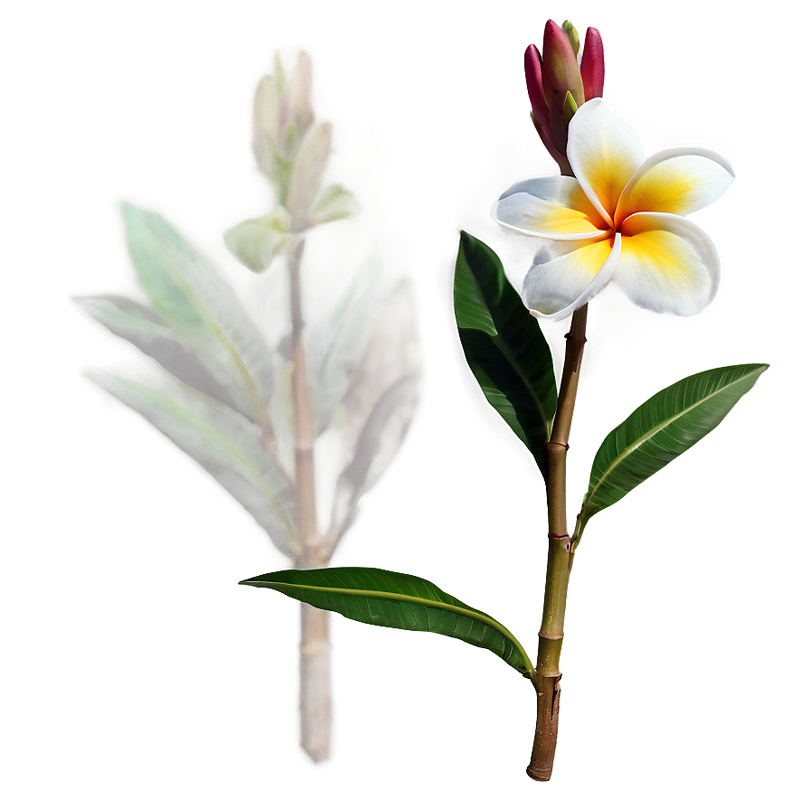 Single Plumeria Flower Png 41 PNG image