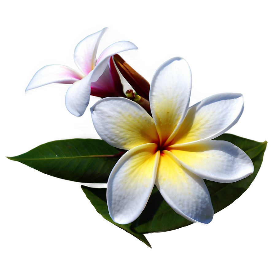 Single Plumeria Flower Png Ocq PNG image