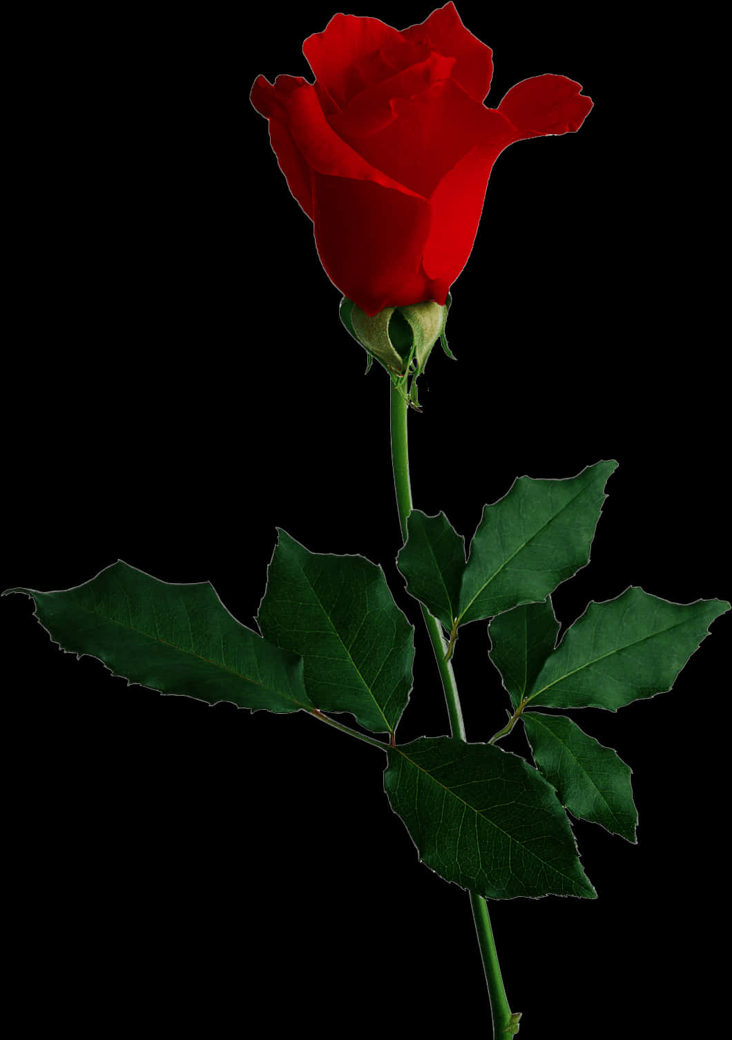 Single Red Rose Black Background.jpg PNG image