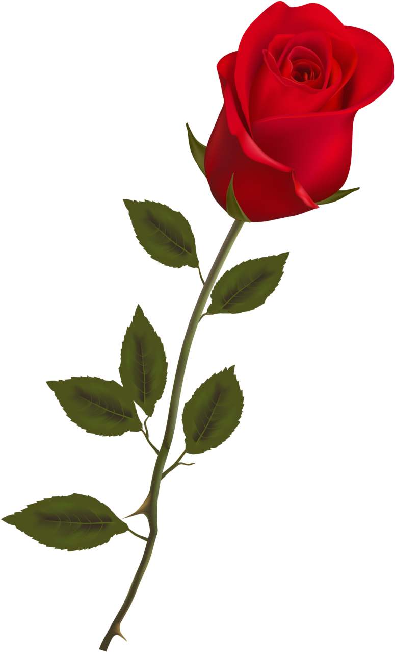 Single Red Rose Isolated PNG image