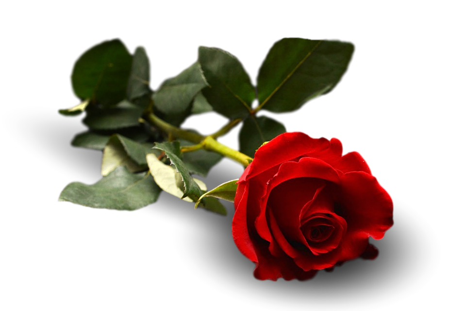 Single Red Rose Transparent Background.png PNG image