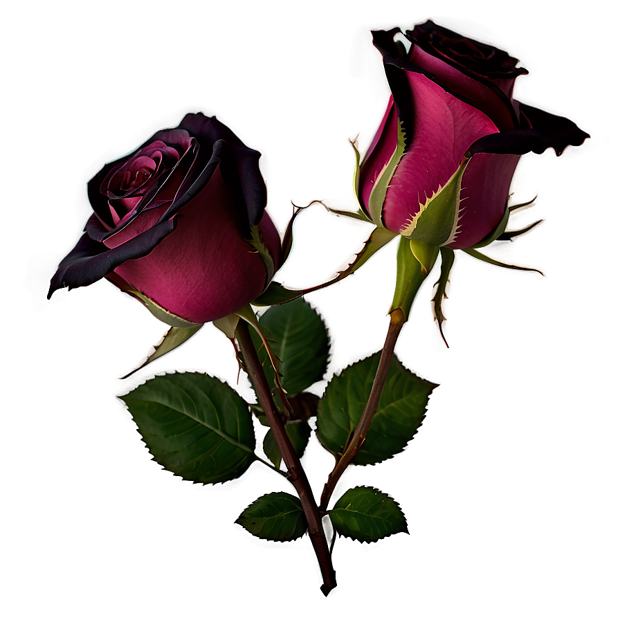 Single Rose Png 83 PNG image