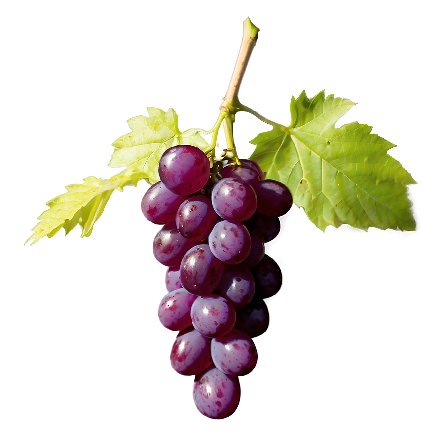 Single Seedless Grape Png 06292024 PNG image