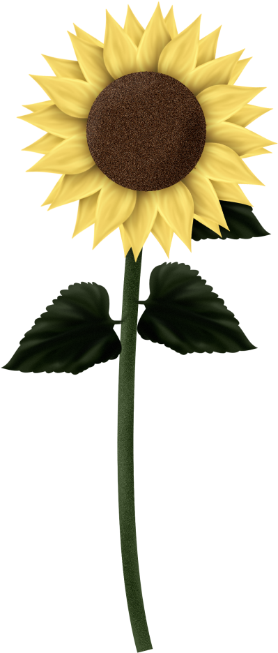 Single Sunflower Graphic PNG image