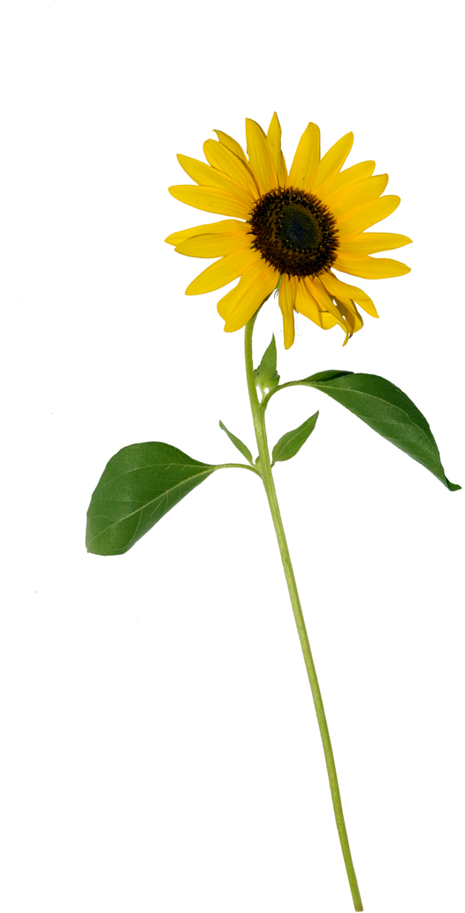 Single Sunflower Stem Isolated PNG image