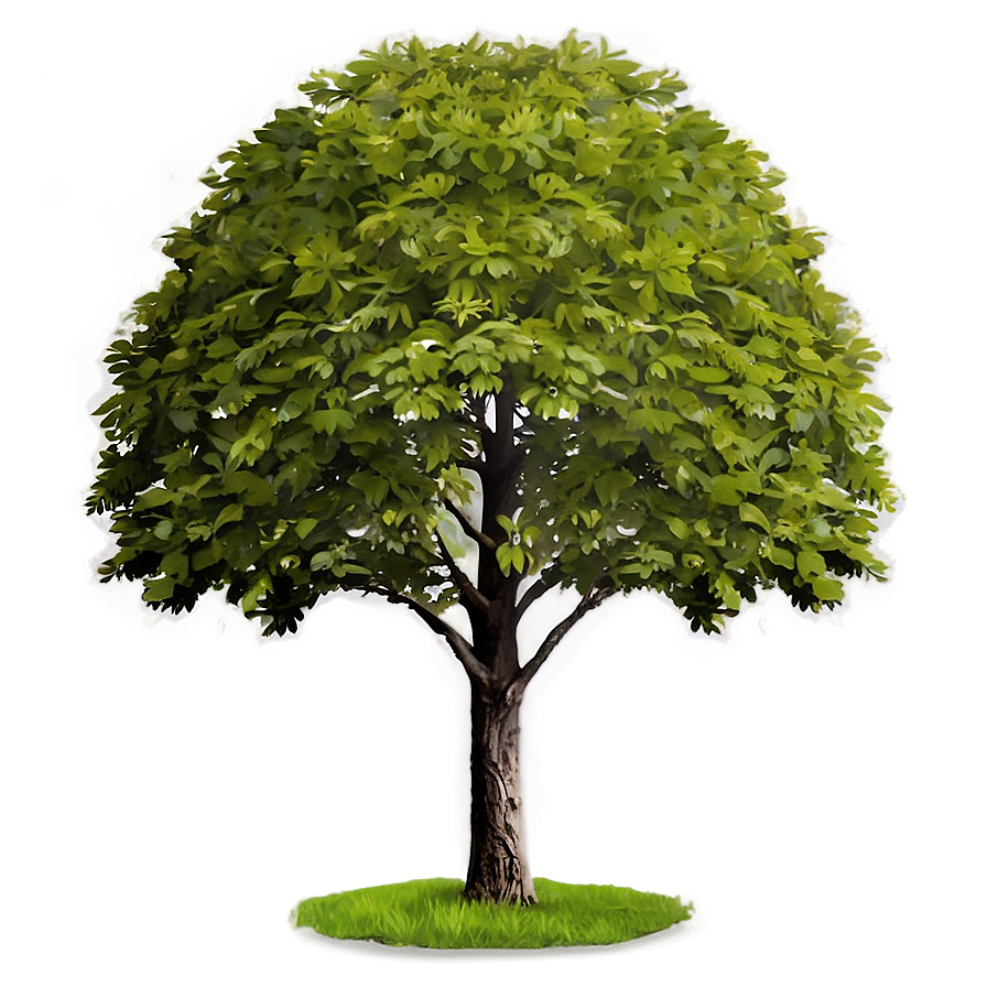 Single Tree Elevation View Png Ntb PNG image