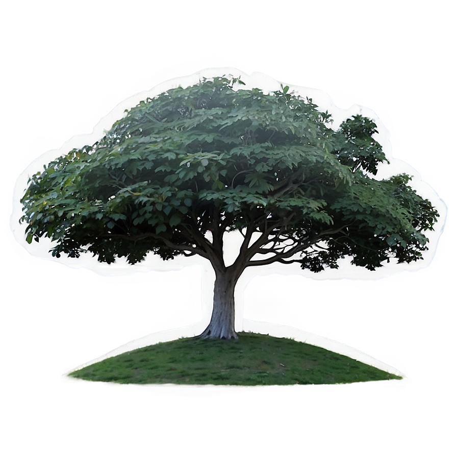 Single Tree Elevation View Png Qyt PNG image