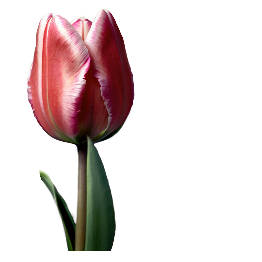 Single Tulip Png 05212024 PNG image