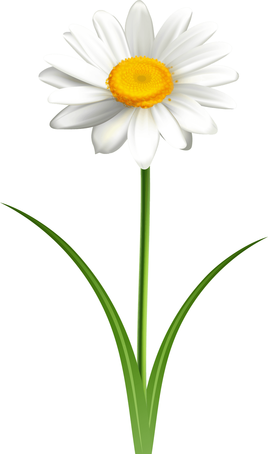 Single White Daisy Graphic PNG image