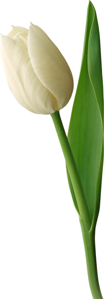 Single White Tulip Isolated Background PNG image