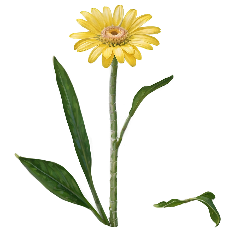 Single Yellow Daisy Bloom Png 06292024 PNG image